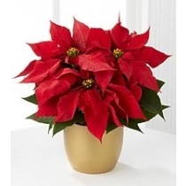 Planta Navideña 