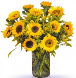 girasoles perfectos