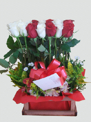 alegria roja y blanca