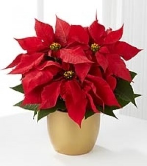Planta Navideña 