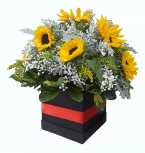 boxgirasol